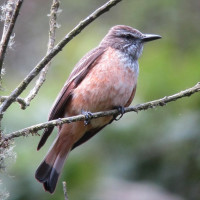 Streak-throated Bush-Tyrant